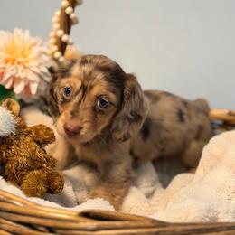 Delilah - Dapple female Dachshund puppy in Red Bluff, California from Down The Hill Potterdale