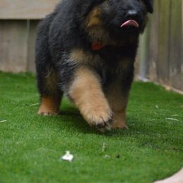German Shepherd Puppies from Vom Cronje Haus German Shepherds