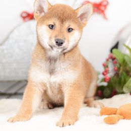 Megumi ❤️ Red Girl - Red female Shiba Inu puppy in Neosho, Missouri from Sunny Terrace Shibas
