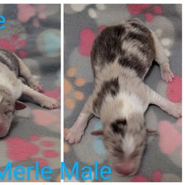 Puppy 2 - Red merle male Australian Shepherd puppy in Sanger, California from A&M Australian Shepherds