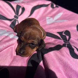 Meet sweet Sophie - Wild boar female Dachshund puppy in Proctor, Montana from Blue Star Dachshunds