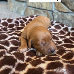 White Boy - Dark golden male Golden Retriever puppy in Elk River, Minnesota from Meadow Creek Goldens