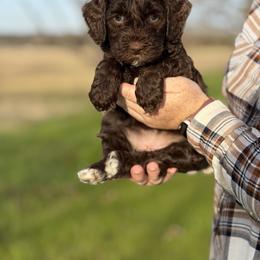 Girl 2 - Chocolate female Australian Labradoodle puppy in Waco, Texas from RainPuddle's Labradoodles