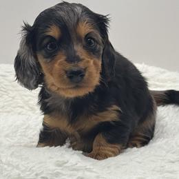 Dapple female - Dapple female Dachshund puppy in Maurice, Louisiana from Hart Dachshunds