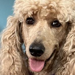 Poodles from Lori Bauer