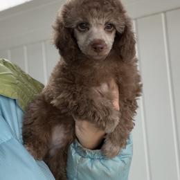 Jasper Silver Beige - Silver-beige  male Poodle puppy in Franklin Park, Illinois from Windy City Majestic Toy Poodles