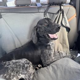 Onyx - German Shorthaired Pointer