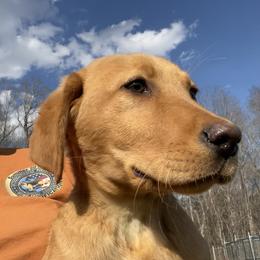 Dallas - Yellow male Labrador Retriever puppy in Mineral, Virginia from Canine Assist