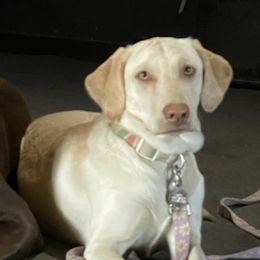 Labrador Retrievers from TRG Labradors