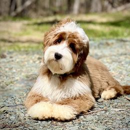 Brody - Australian Labradoodle
