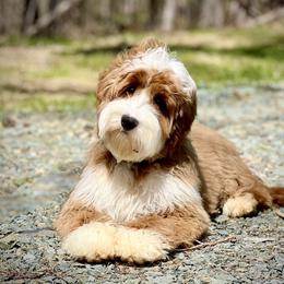 Brody - Australian Labradoodle