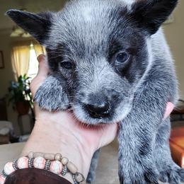 Australian Cattle Dog Puppies from Blue Coyote Ranch