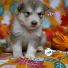 Aries - Red and white female Alaskan Malamute puppy in Kingston, Tennessee from North Shore Alaskan Malamutes