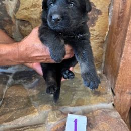 German Shepherd Puppies from Von Stephan Max Shepherds