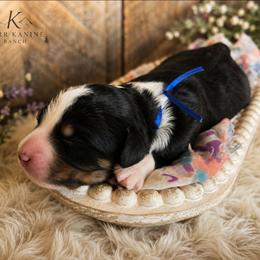 Buck - Tri-color male Bernedoodle puppy in Ashton, Idaho from Kerr Kanine Ranch