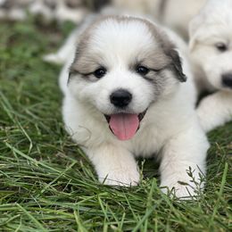 Great Pyrenees Puppies from White O'Morn Farm AKC Great Pyrenees
