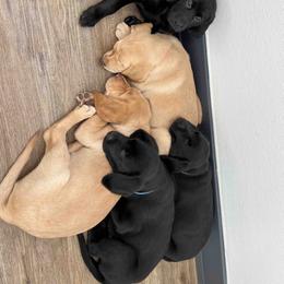 Labrador Retriever Puppies from Branley's Riverside Labradors