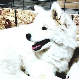 Samoyeds from White Rocks Samoyeds