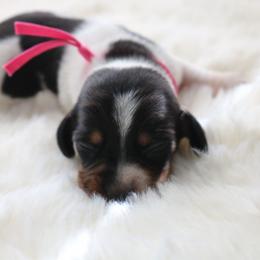 Pink - Piebald female Dachshund puppy in Peebles, Ohio from Cave Valley Hounds