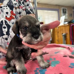 Blue - Salt and pepper male Miniature Schnauzer puppy in Bosque Farms, New Mexico from NM Schnauzer Minis