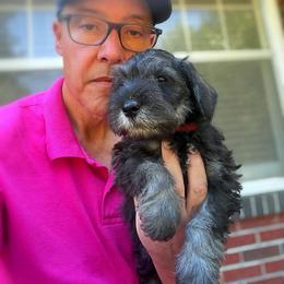 Red Collar Boy - Salt and pepper male Miniature Schnauzer puppy in Kansas City, Kansas from Daniel Morlan