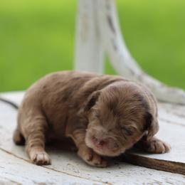 Betsy - Merle female Whoodle puppy in West Bend, Iowa from Blue Skies Terriers