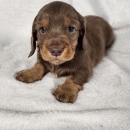 Thumper (green collar) - Dapple male Dachshund puppy in Anaconda, Montana from Williams Family Dachshunds
