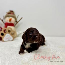 Cherry Pie - Brown white and tan female Cockapoo puppy in Oologah, Oklahoma from Timber Hills Poodles and Doodles