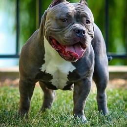 Queen Pudgy - American Bully