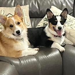 Pembroke Welsh Corgis from Corgis off Cambria