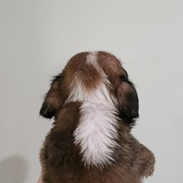 Boxer Puppies from Coast to Coast Boxers