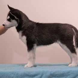 "Past puppy (Jigs X Naava)" Siberian Husky Puppies from Ivie Huskies