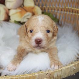 Male 3 - Black tri-color male Aussiedoodle puppy in Belgreen, Alabama from Scott’s Farm Poodles and Doodles