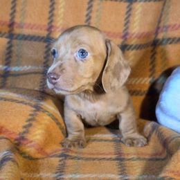 Pyro  Boy 1 - Red male Dachshund puppy in Polo, Missouri from Cool Runnin Dachshunds