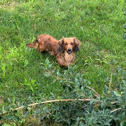 Fiona - Dachshund