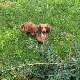 Fiona - Dachshund