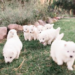 Snowflake - White female Samoyed puppy in Morgan, Utah from Mountain Legacy Samoyeds