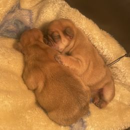 Boy 2 - Fawn male French Bulldog puppy in Shelbyville, Kentucky from Hidden Hickories Farm