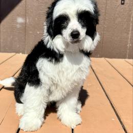 Dolphin - Black and white female Chinese Crested puppy in New Smyrna Beach, Florida from FronkLinn Kennel