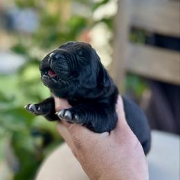 Jessie - Black male Cane Corso puppy in Las Vegas, Nevada from LV3M Cane Corso