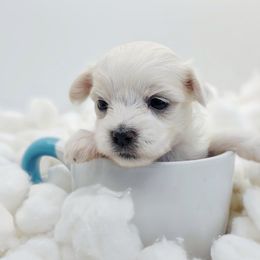 Companion Cross, Maltese, and Maltipoo Puppies from Seeking Shalom Acres Maltese, Maltipoos & Havamalts