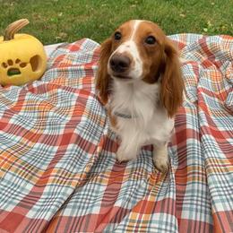 Scout - Dachshund