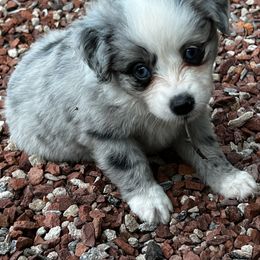 Miniature Australian Shepherd and Toy Australian Shepherd Puppies from Ramblin’ Rose Aussies