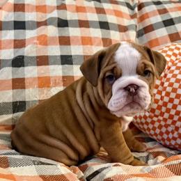 Red boy - Red and white male Bulldog puppy in Granada Hills, California from Bliss Bulldogs
