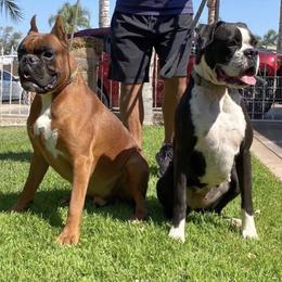 Boxers from Firehouse Kennel