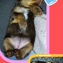 Yorkshire Terrier Puppies from York County Yorkies