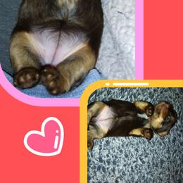Yorkshire Terrier Puppies from York County Yorkies