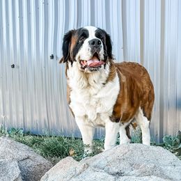Camden - Saint Bernard