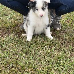 Border Collie and Miniature Australian Shepherd Puppies from Ross Vegas Kennels