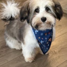 Havanese from Cabana Havanese
